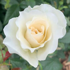 Rose cotton wedding for sale  PETERBOROUGH