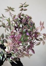 Pink tradescantia nanouk for sale  Twin Lake