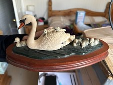 swan cygnet for sale swan cygnet for sale HINCKLEY
