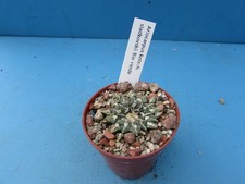 Ariocarpus kotschoubeyanus ska for sale  BIRMINGHAM