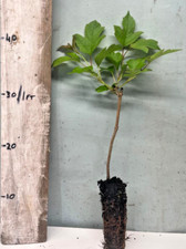 Viburnum opulus guelder for sale  INVERNESS