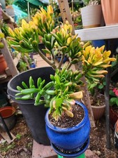Bonsai jade shrek for sale  San Diego
