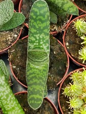 Gasteria picta plante d'occasion  Expédié en France