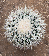 Echinocactus grusonii var. usato  Menfi