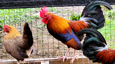 Npip clean red for sale  Columbia City