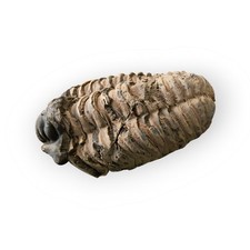 Fossile trilobite vero usato  Arcore