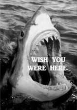 Funny shark sticker for sale  Weirton