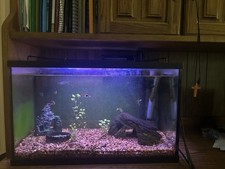 Gallon aquarium for sale  Wilson