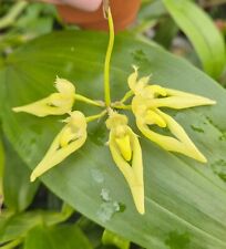 Orchidea Bulbophyllum annandalei fma. alba (12 Sr) na sprzedaż  PL