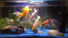 Blue aquarium fish for sale  FOLKESTONE