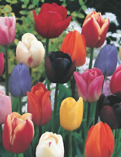 Angebot 100 tulpenzwiebeln gebraucht kaufen  Petersberg, Wettin-Löbejün