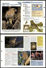 Greenfinch birds wildlife for sale  SLEAFORD
