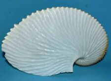 Sea shell coquillages d'occasion  Agde