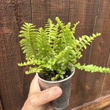 Boston sword fern for sale  San Diego