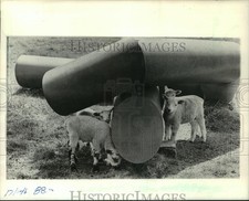 1983 press photo for sale  Memphis