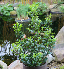 Stechpalme ilex heckenstar gebraucht kaufen  Bad Zwischenahn
