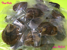 Bulk akoya oysters for sale  Ontario