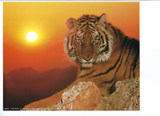 Nature sunset wild for sale  Hanahan