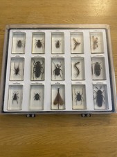 Insect collection amazing for sale  CHELTENHAM
