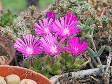 Succulent trichodiadema densum for sale  CUPAR