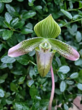 Paphiopedilum javanicum orchid for sale  HALSTEAD