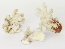 Koralle meereskoralle aquarium gebraucht kaufen  Sehmatal