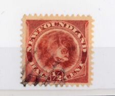 Newfoundland terranova 1887 usato  Brescia