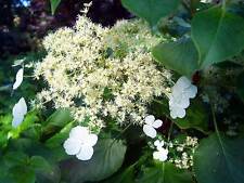 Hydrangea petiolaris climbing for sale  UK