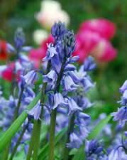 blue bell bulbs for sale  Benton Harbor