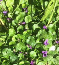 Bare root native for sale  WESTGATE-ON-SEA