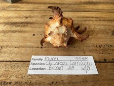 Murex cornucervi muricidae for sale  Shipping to Ireland