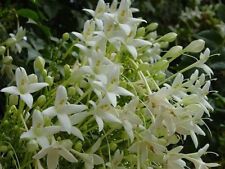 Graines arbre jasmin d'occasion  Sanary-sur-Mer