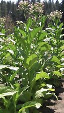 Golden virginia tobacco for sale  BILLINGSHURST