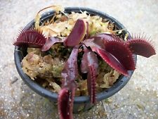 Large sized red for sale  Wilmington