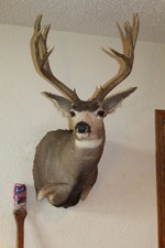 Large mule deer for sale  Brandon
