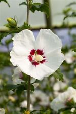 Hibiscus syriacus red gebraucht kaufen  Westerstede