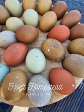 Pure rainbow hatching for sale  Helenville