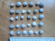 Mini schneckenhäuser schnecke gebraucht kaufen  Wartenberg