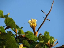 3 Semillas De Balza , Semillas Ochroma Pirámide,Bombax Piramidal,Pripri comprar usado  Enviando para Brazil
