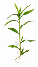 Floratica murdannia keisak for sale  LEAMINGTON SPA