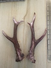 Pair roe deer for sale  ALTON