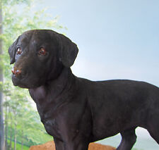 Stehender labrador schwarz gebraucht kaufen  Burscheid
