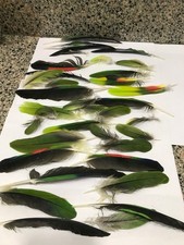 Amazon parrot yellow for sale  Millstadt