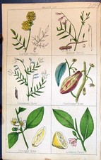 Old lady finger for sale Old lady finger for sale  UK