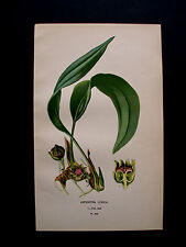 1896.edward step aspidistra usato  Pozzallo