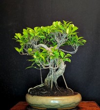 bonsai ficus gebraucht kaufen bonsai ficus gebraucht kaufen Bielefeld
