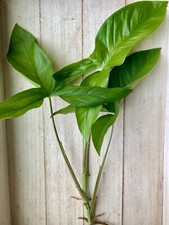 Rooted arrowhead vines for sale  Tampa