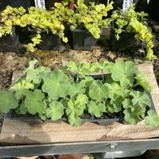 Alchemilla mollis lady for sale  STONE