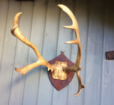 Vintage stag antlers for sale  UK