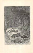 Gravure presse bisons d'occasion  Rioz